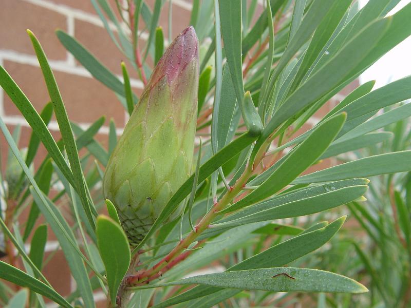 protea-a 001.jpg